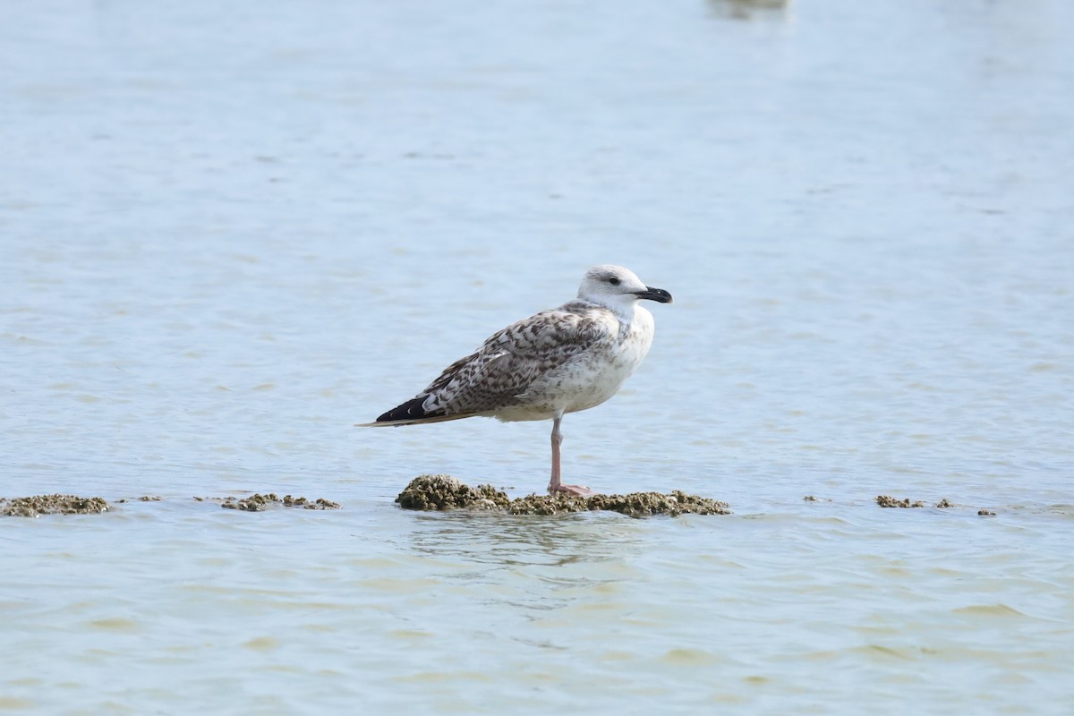Yellow-legged Gull - ML640414271