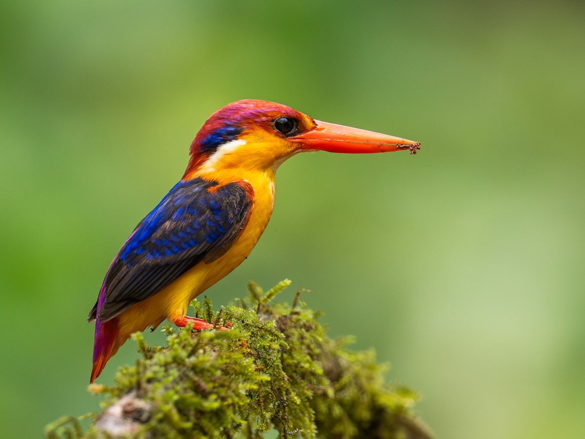 Black-backed Dwarf-Kingfisher - ML640414301