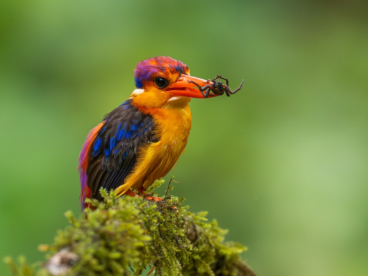 Black-backed Dwarf-Kingfisher - ML640414302