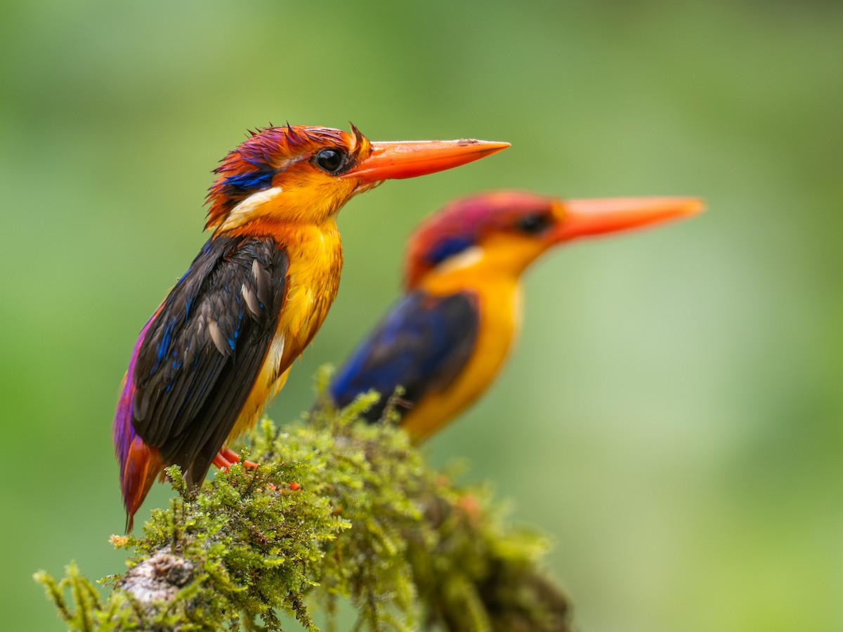 Black-backed Dwarf-Kingfisher - ML640414303