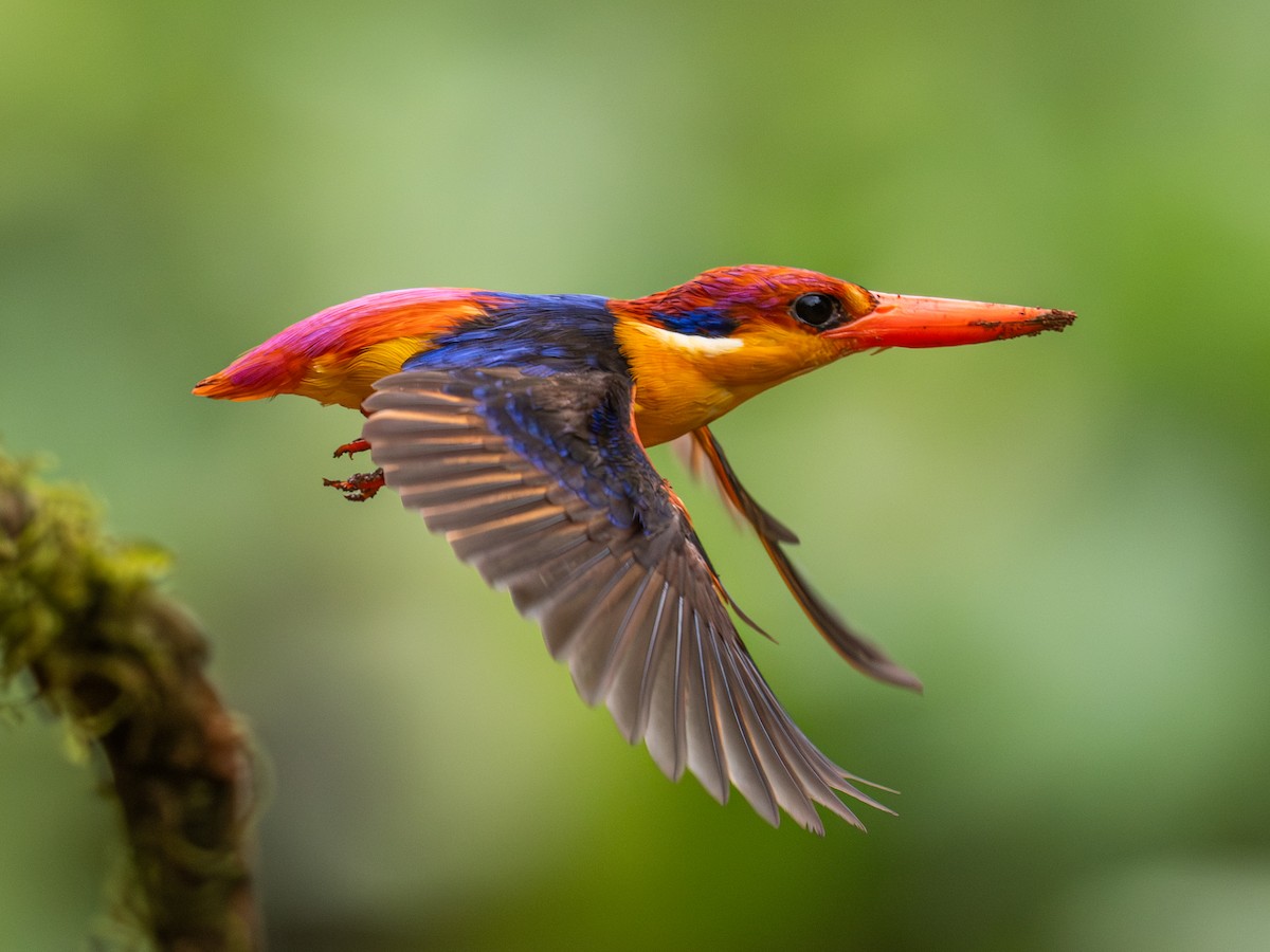 Black-backed Dwarf-Kingfisher - ML640414304