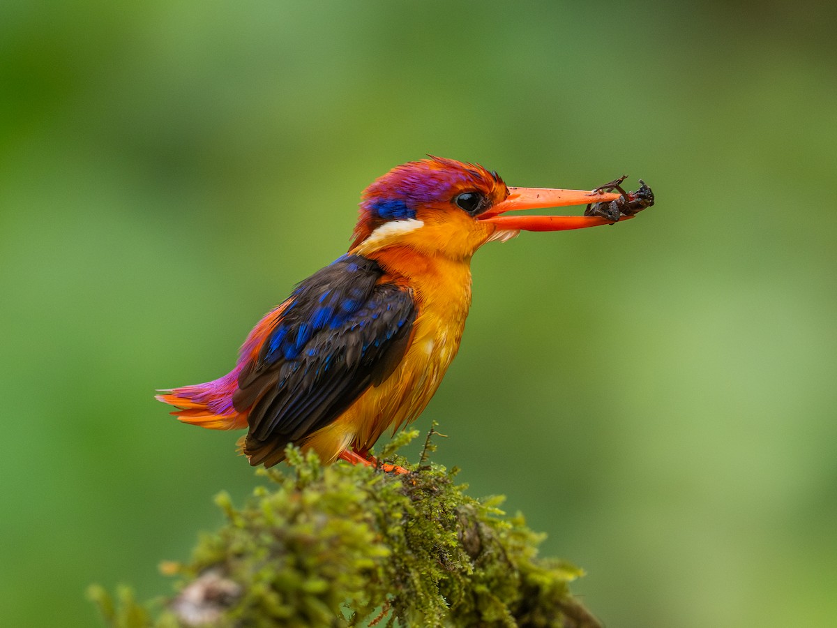 Black-backed Dwarf-Kingfisher - ML640414305