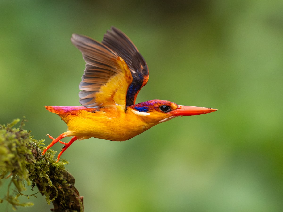 Black-backed Dwarf-Kingfisher - ML640414306