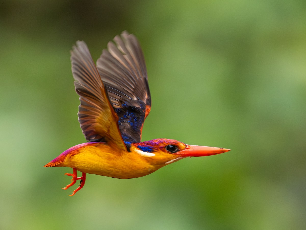 Black-backed Dwarf-Kingfisher - ML640414307