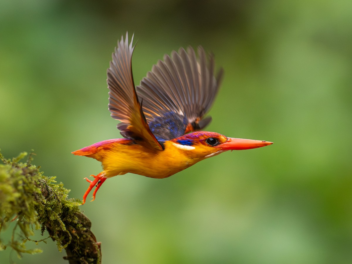 Black-backed Dwarf-Kingfisher - ML640414308