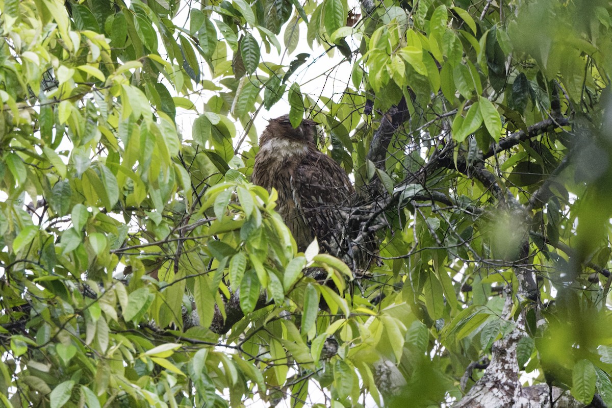 Brown Fish-Owl - ML640414337