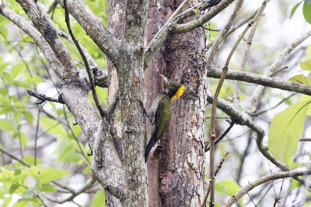 Greater Yellownape - ML640414347