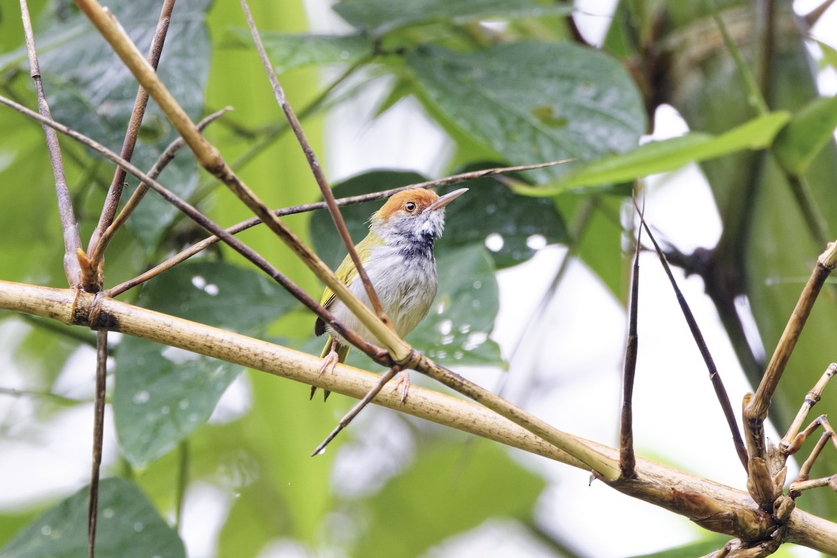Dark-necked Tailorbird - ML640414353