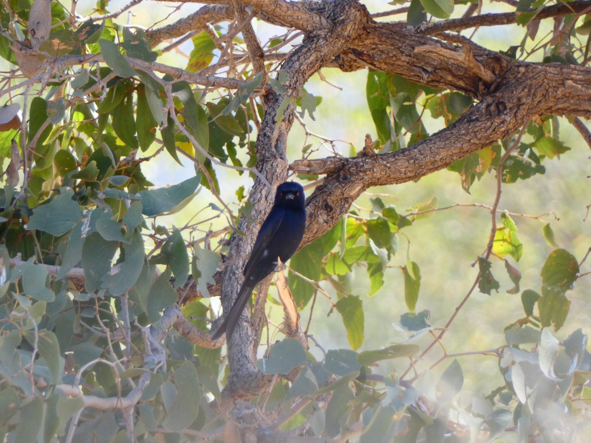 Fork-tailed Drongo (Clancey's) - ML640414373