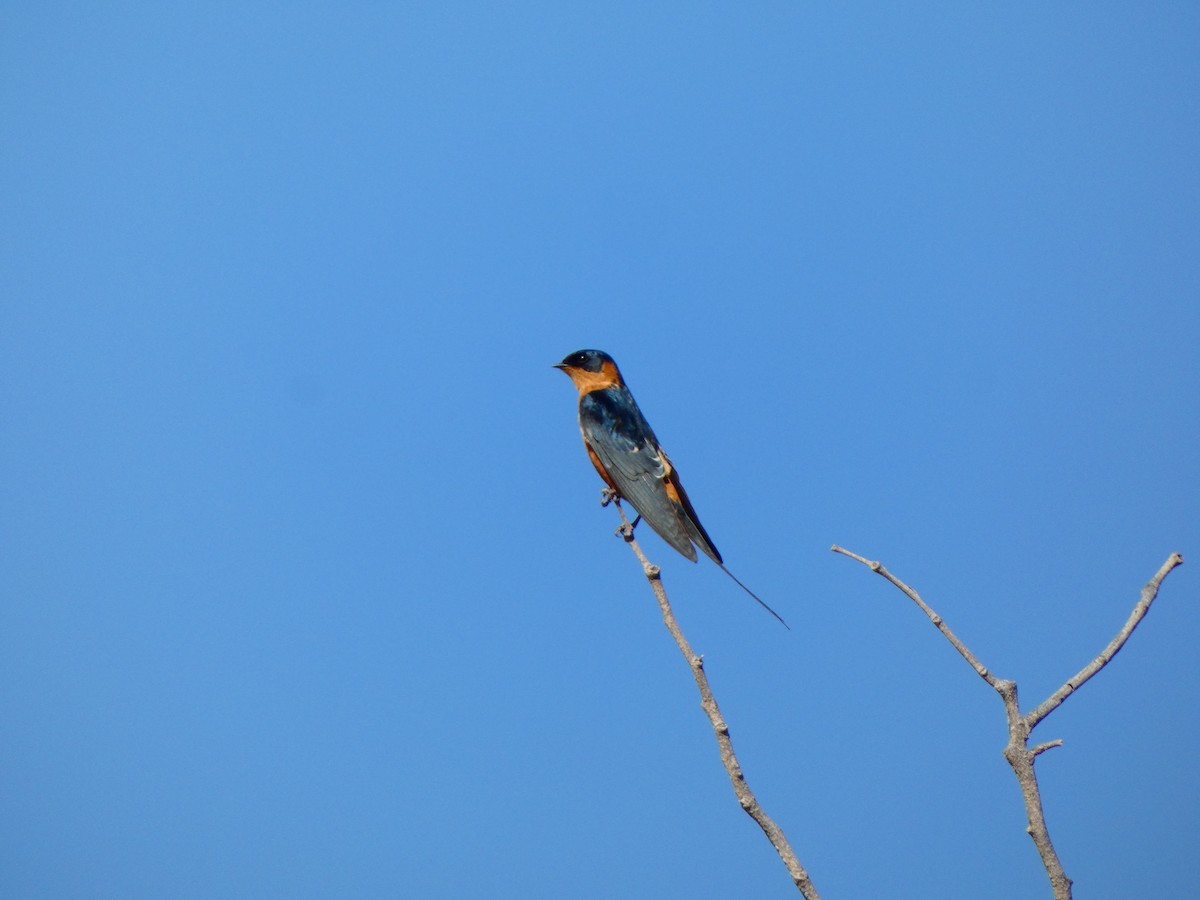 Rufous-chested Swallow - ML640414427