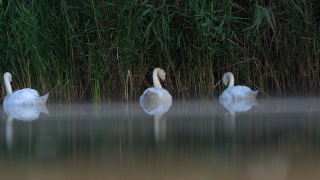Mute Swan - ML640414436