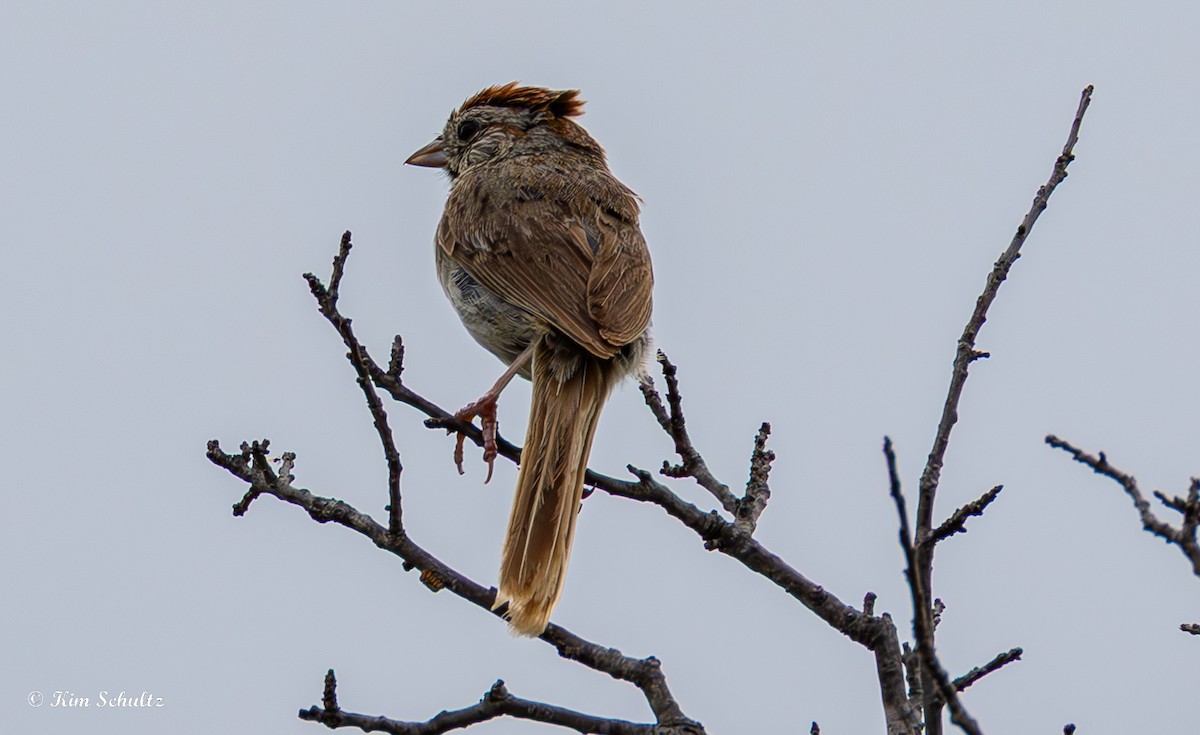 Rufous-crowned Sparrow - ML640414437