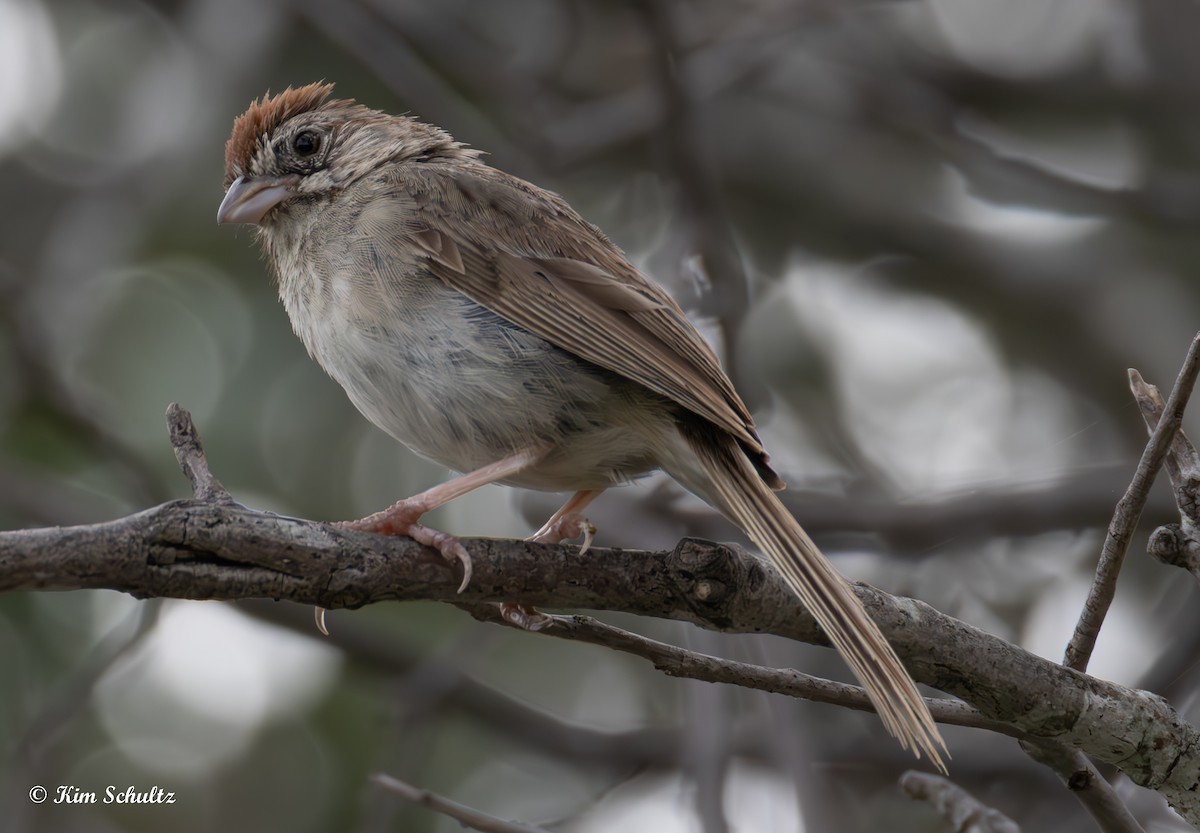 Rufous-crowned Sparrow - ML640414438