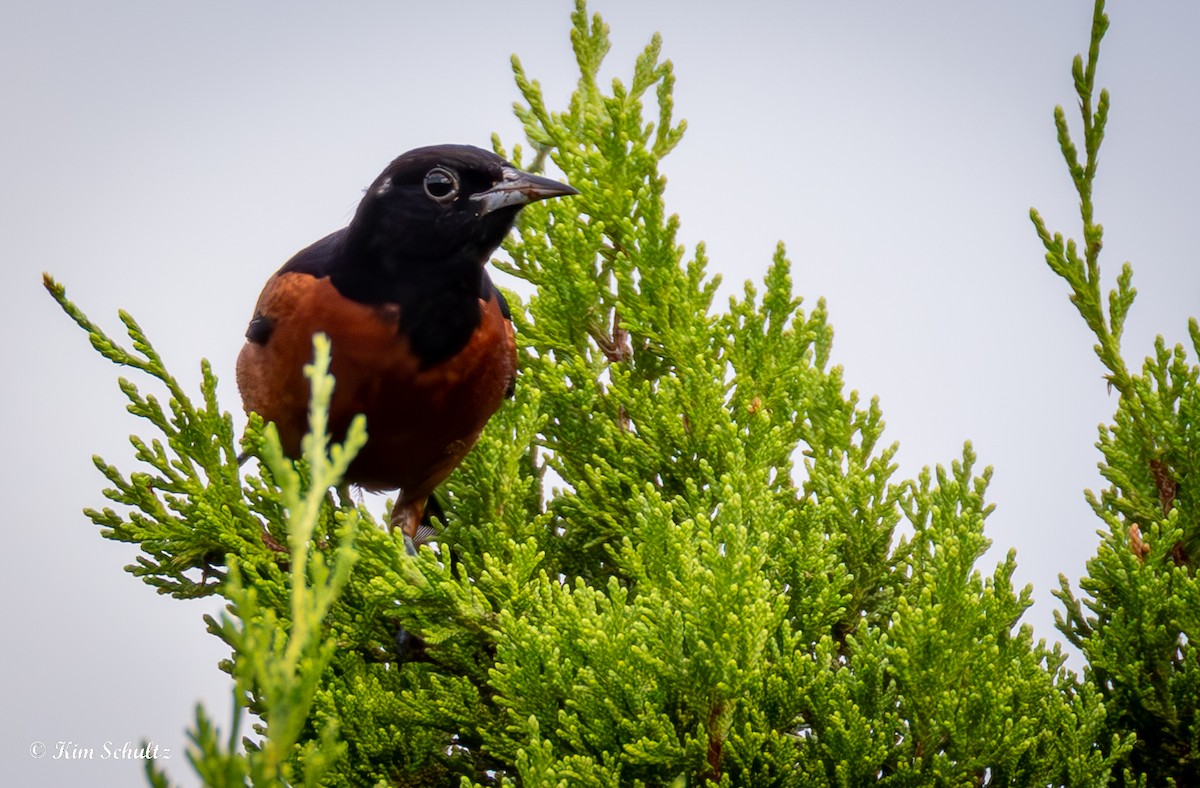 Orchard Oriole - ML640414453