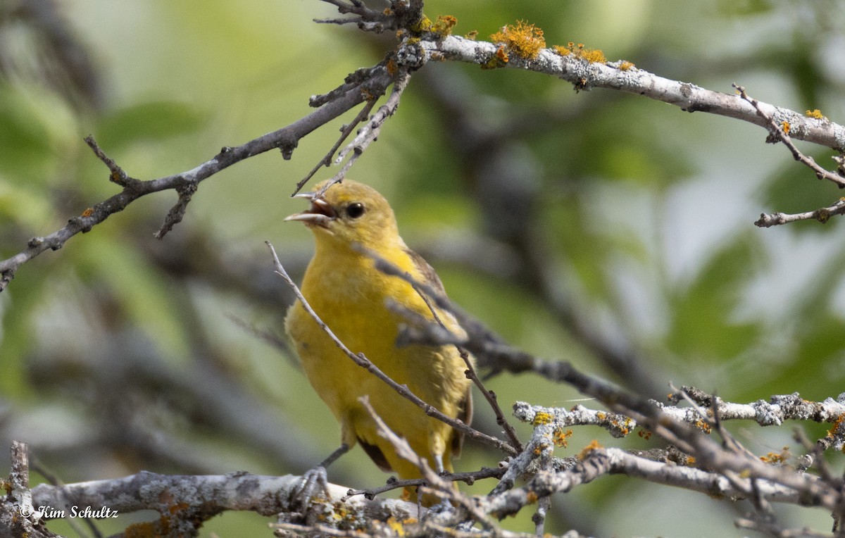 Oriole des vergers - ML640414509