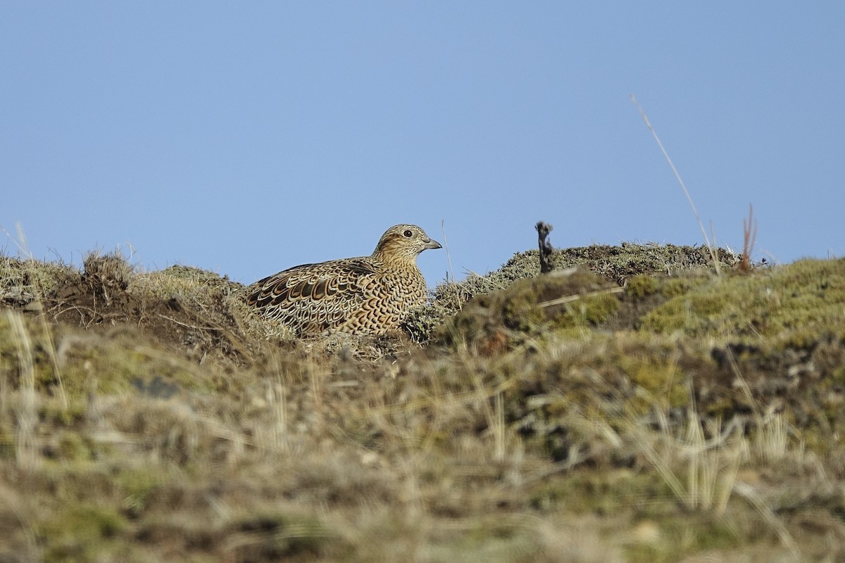 White-bellied Seedsnipe - ML640414865