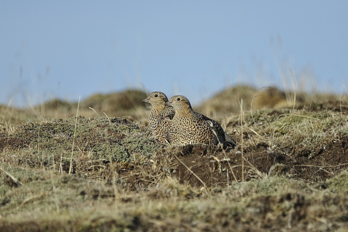 White-bellied Seedsnipe - ML640414866