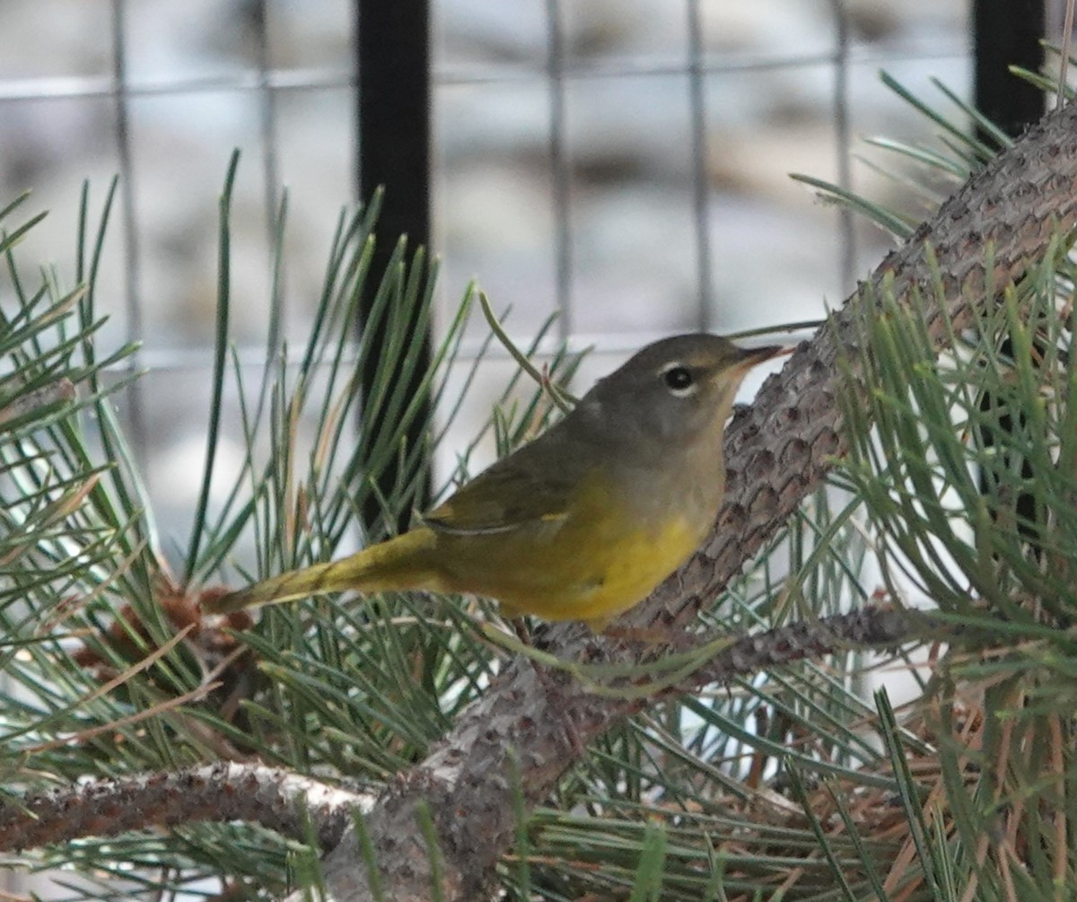 MacGillivray's Warbler - ML640414879