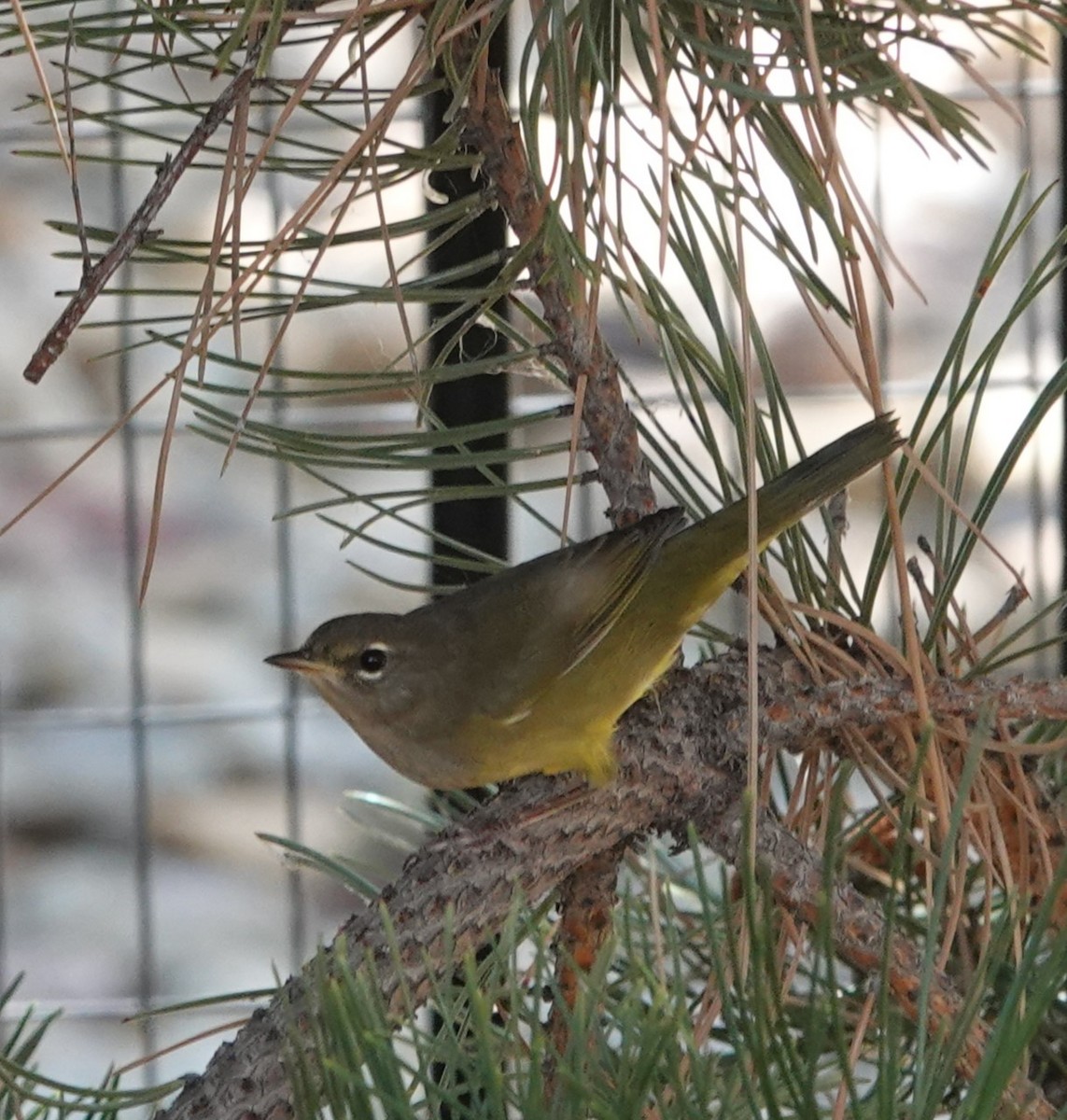 MacGillivray's Warbler - ML640414880