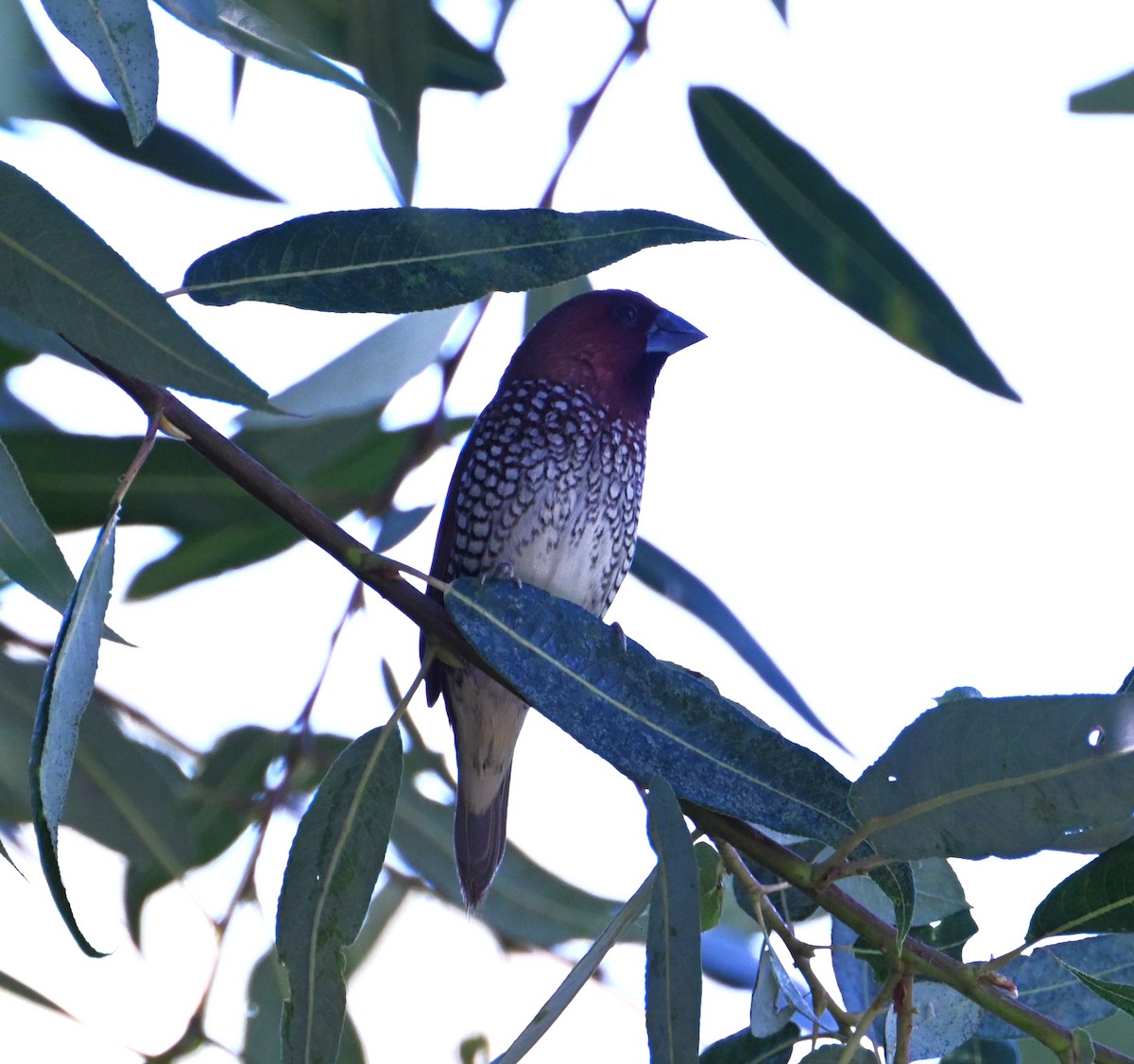 Scaly-breasted Munia - ML640414881
