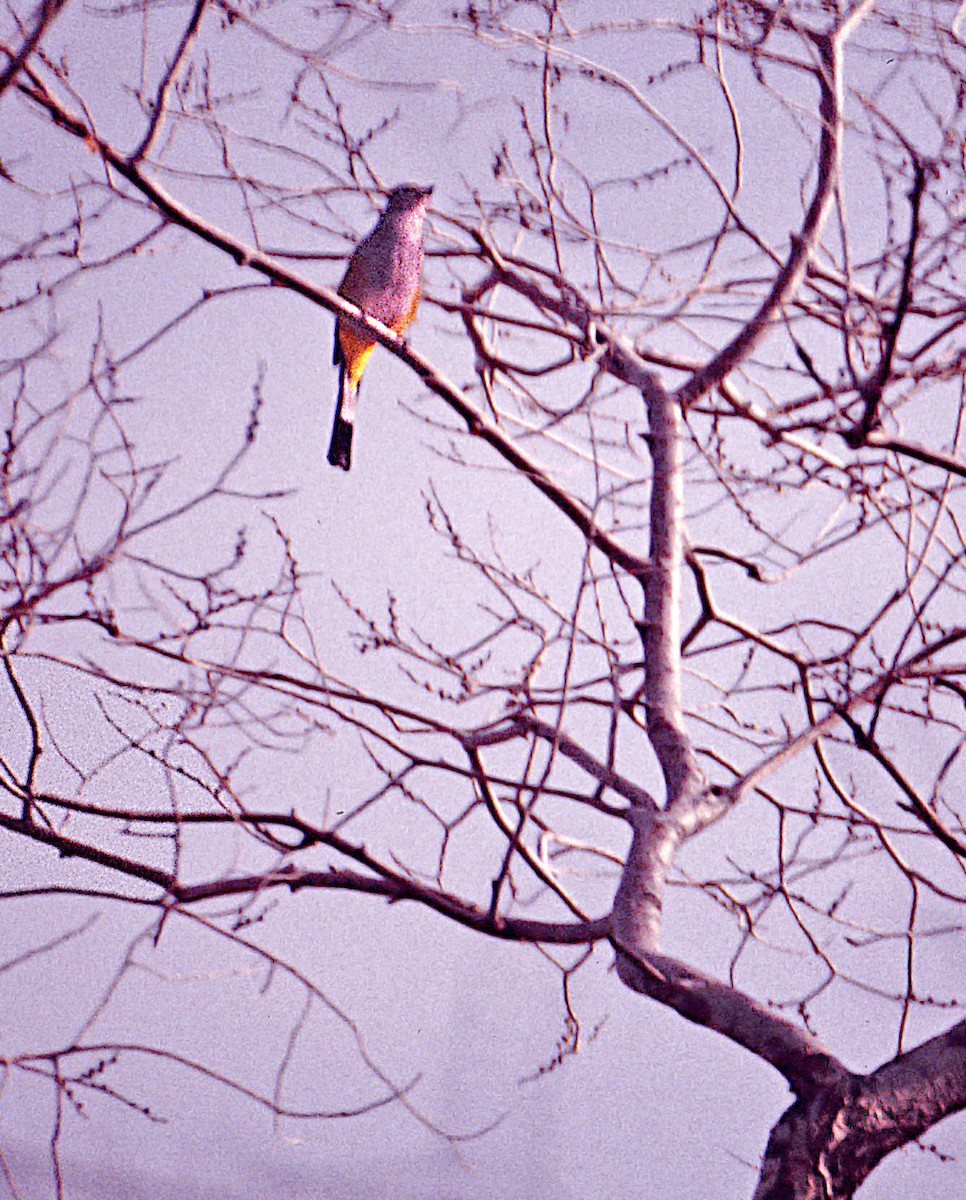 Gray Silky-flycatcher - ML640414934