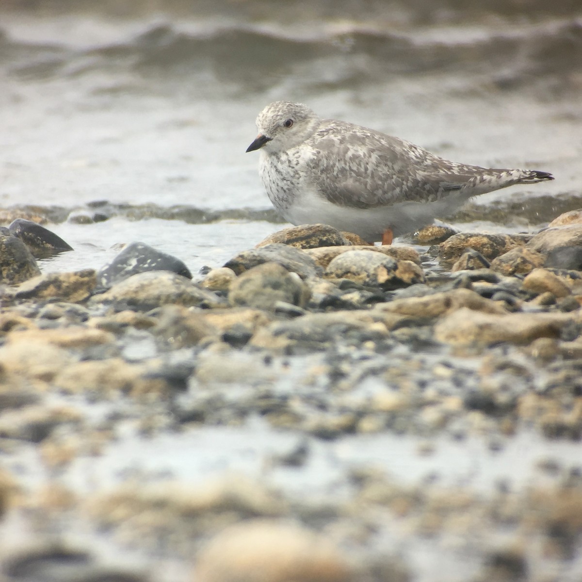 Magellanic Plover - ML640414954
