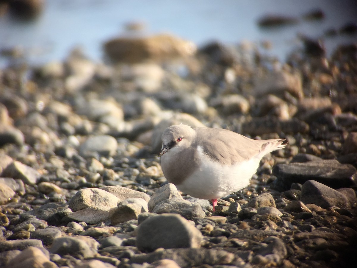 Magellanic Plover - ML640414955