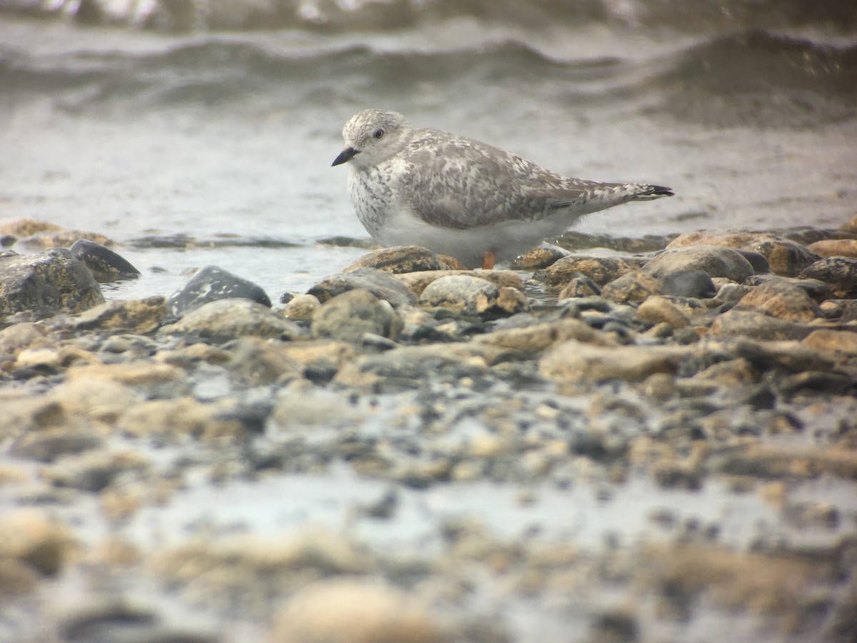 Magellanic Plover - ML640414956