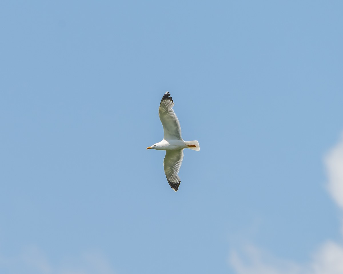 Yellow-legged Gull - ML640414975