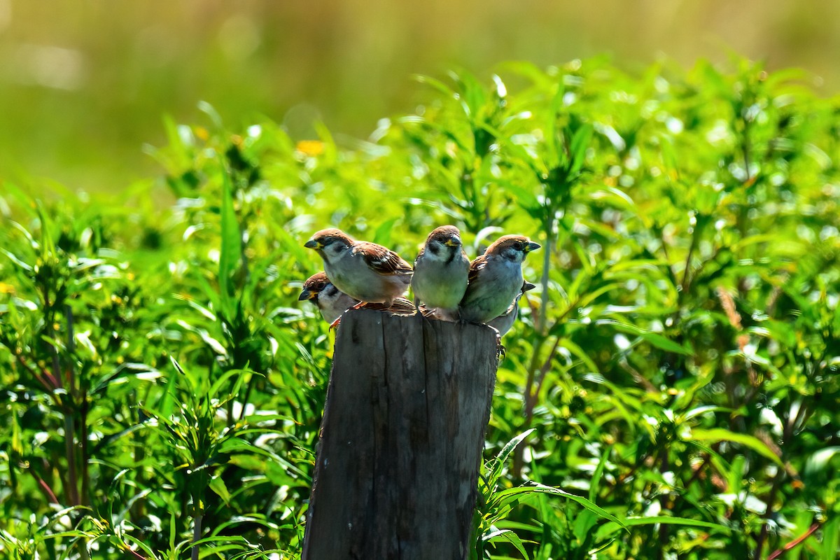 Eurasian Tree Sparrow - ML640414977
