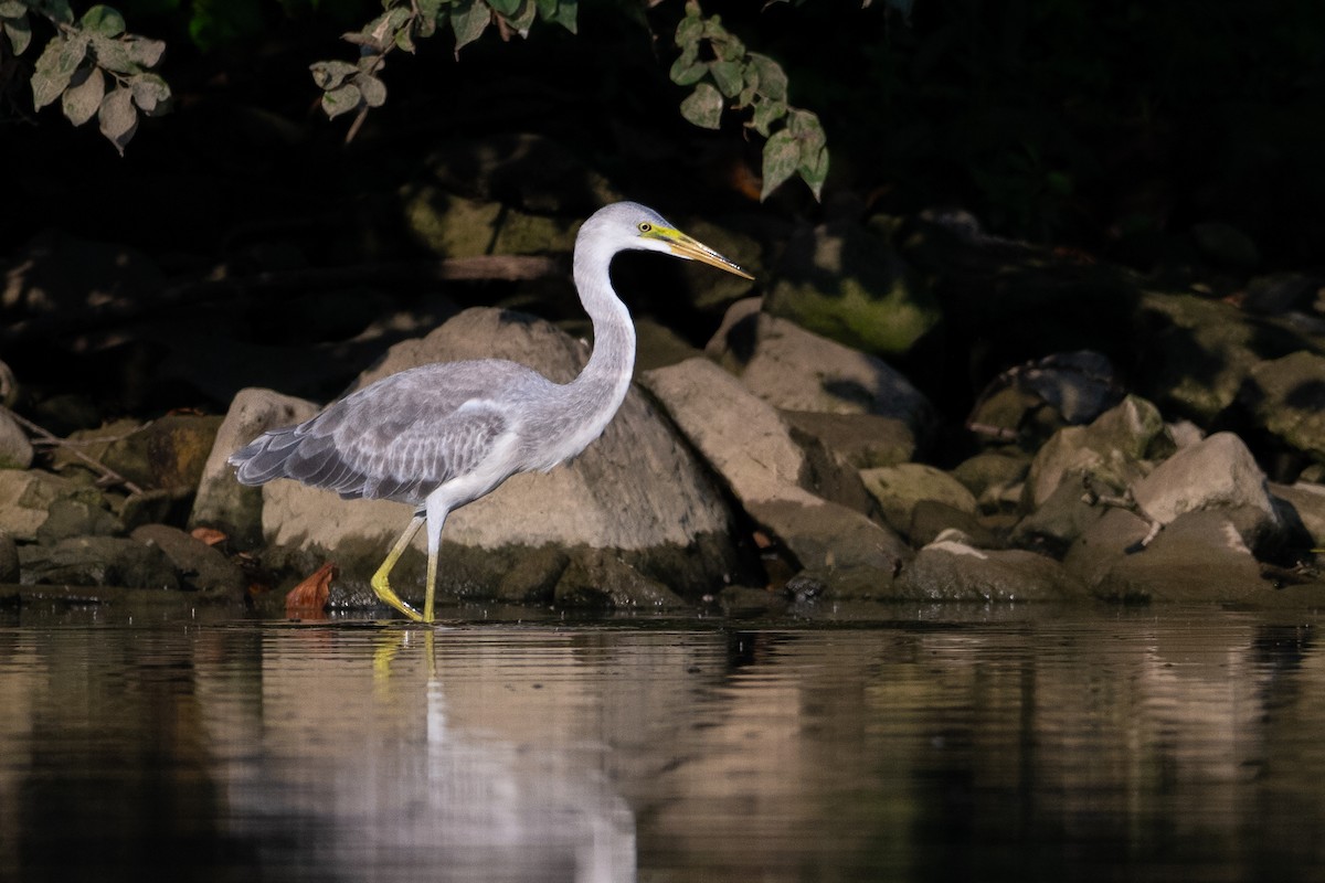 heron sp. - ML640415032