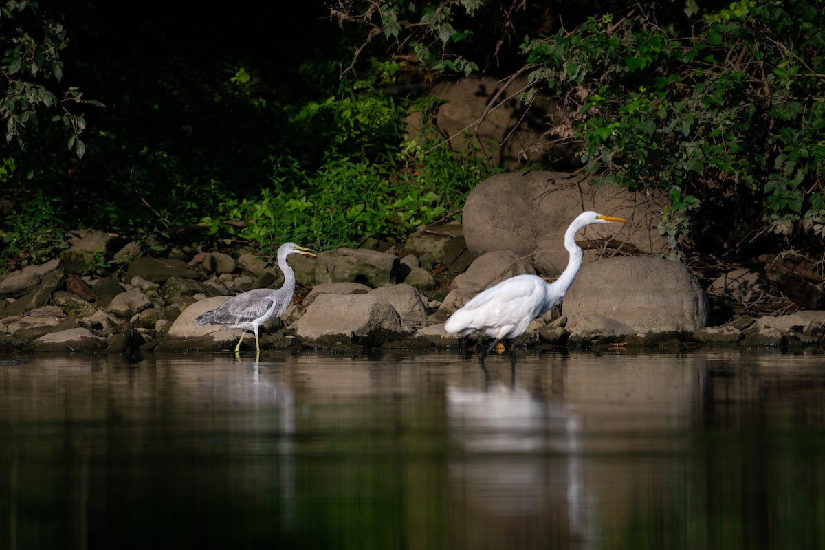 heron sp. - ML640415033