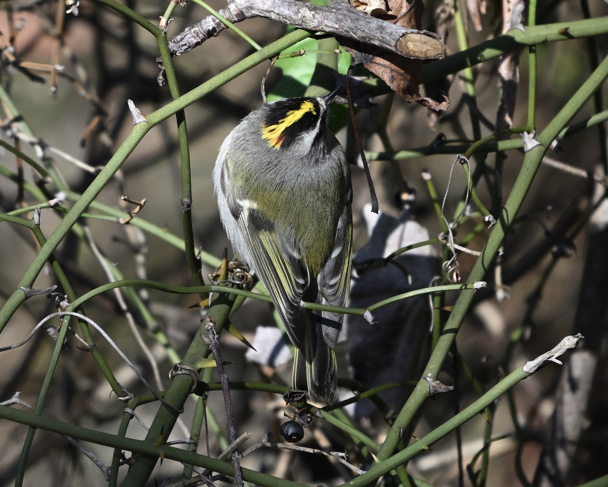 Roitelet à couronne dorée - ML640415124