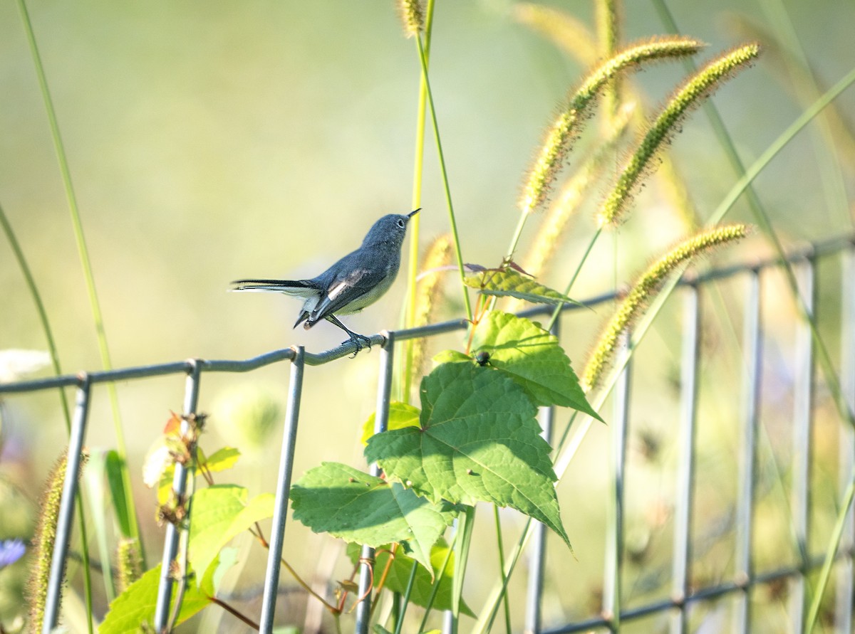 Blue-gray Gnatcatcher - ML640415143