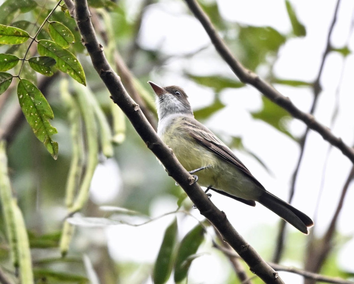 Swainson's Flycatcher - ML640415168
