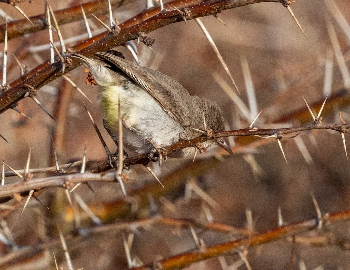 Yellow-vented Eremomela - ML640415172
