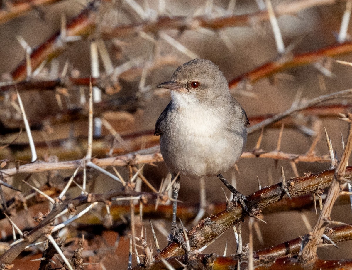 Yellow-vented Eremomela - ML640415173