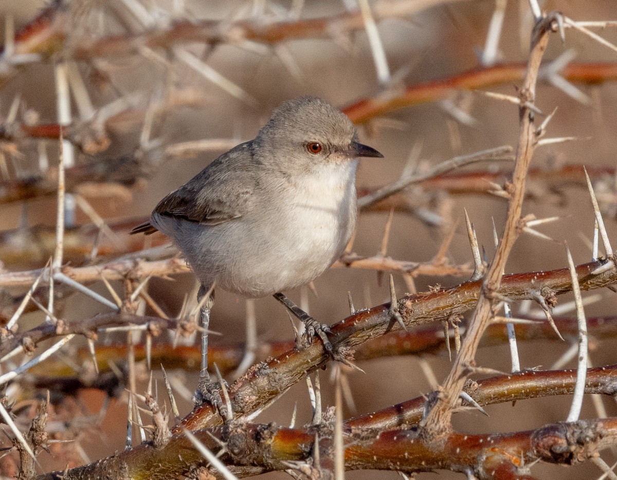 Yellow-vented Eremomela - ML640415174