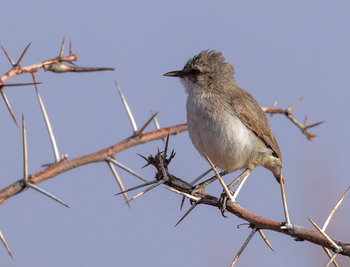 Yellow-vented Eremomela - ML640415175