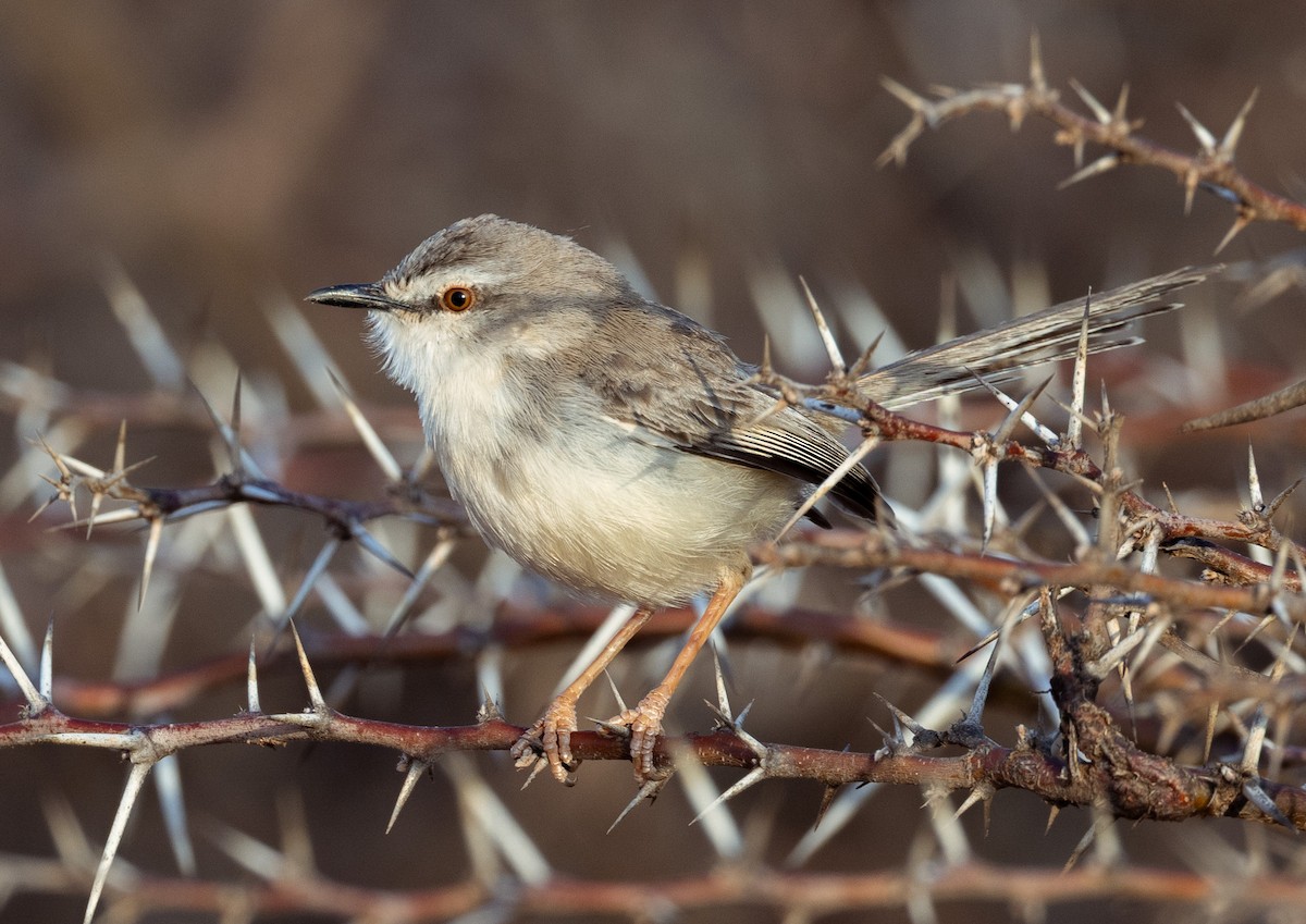 Prinia pâle - ML640415186