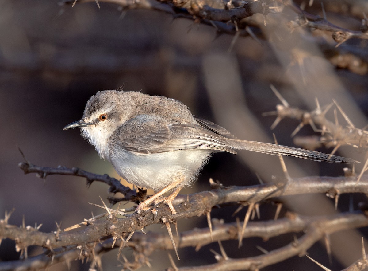 Prinia pâle - ML640415188