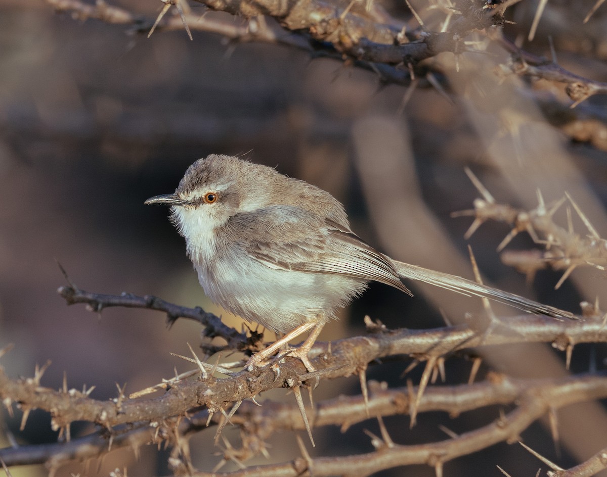 Prinia pâle - ML640415189
