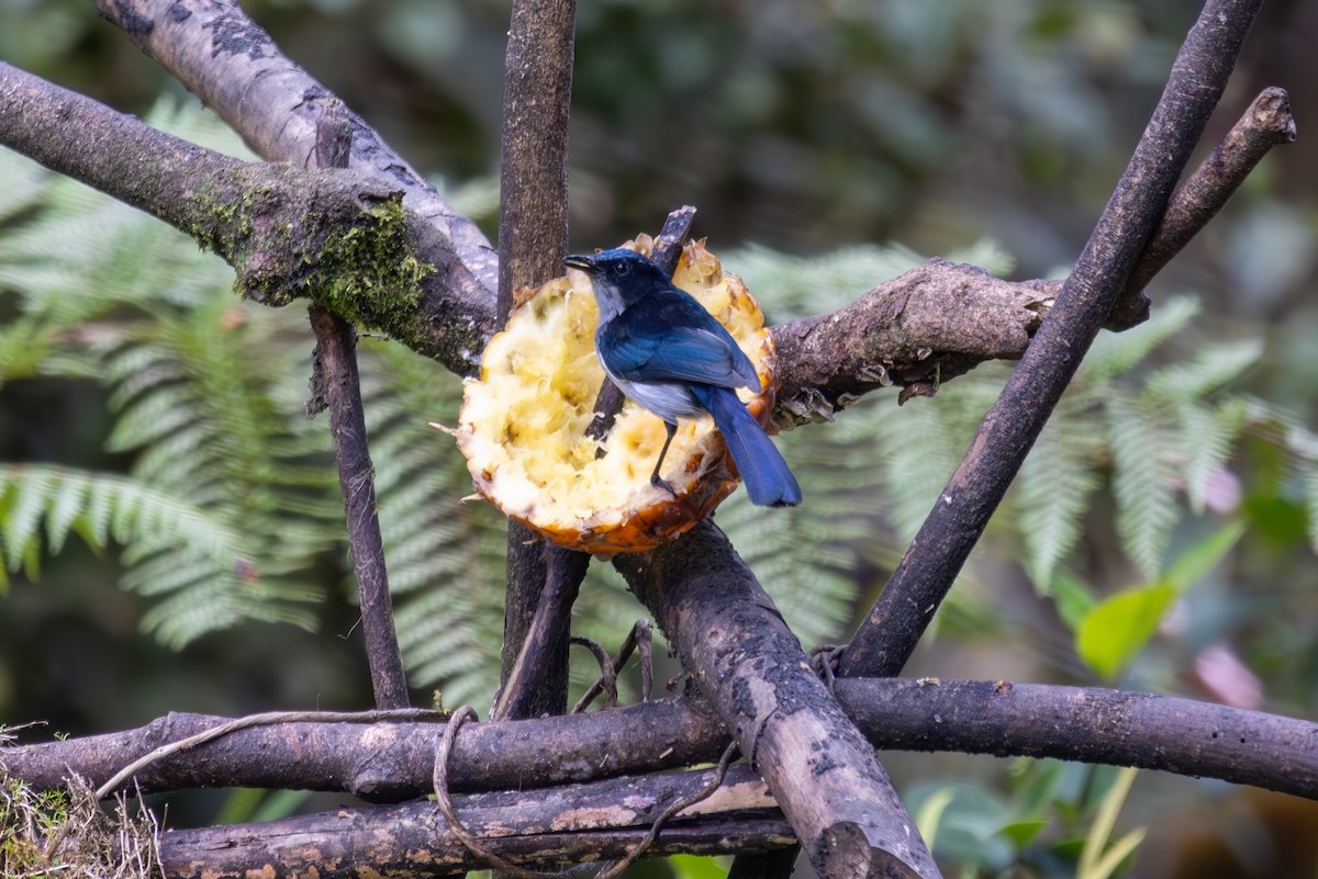 Fan-tailed Berrypecker - ML640415206