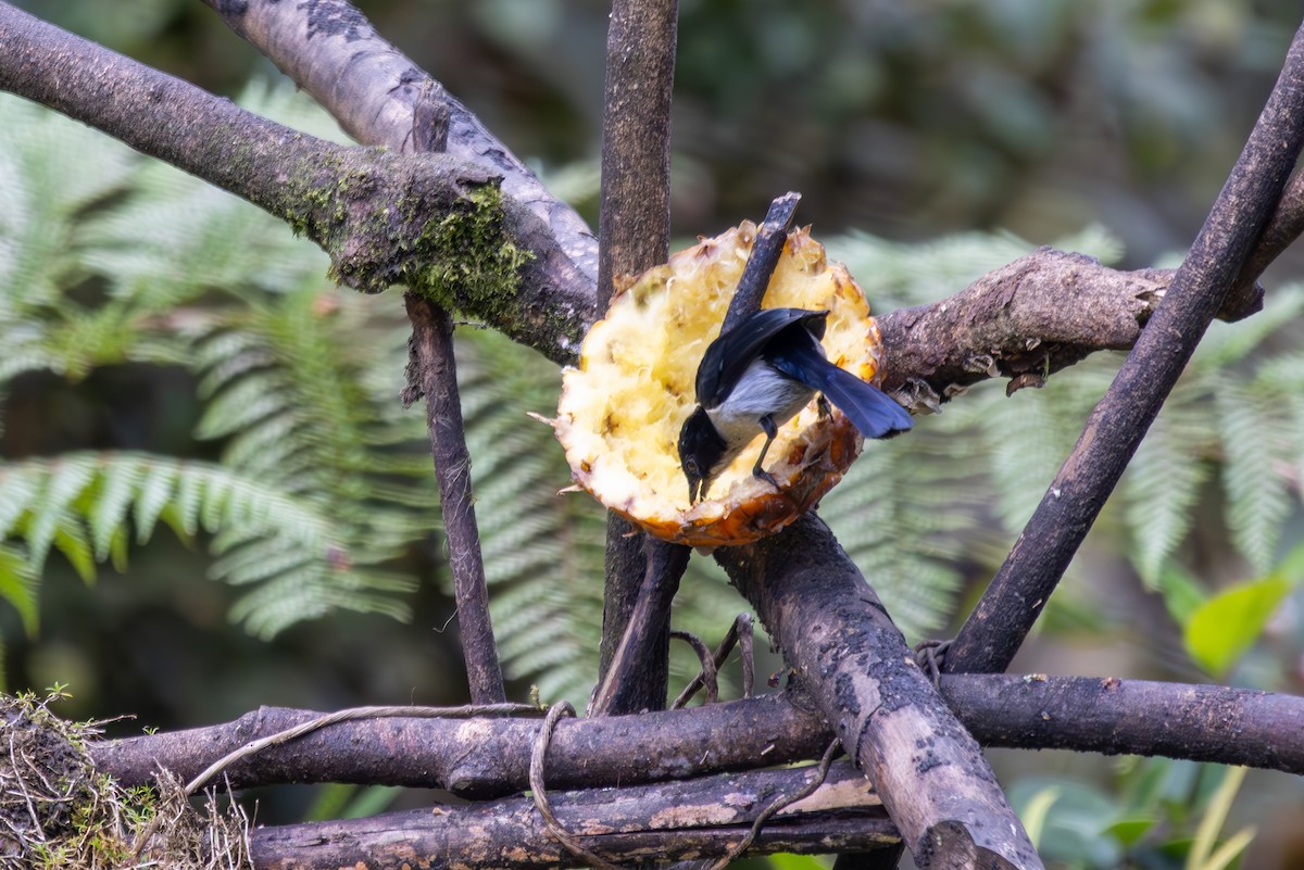 Fan-tailed Berrypecker - ML640415207