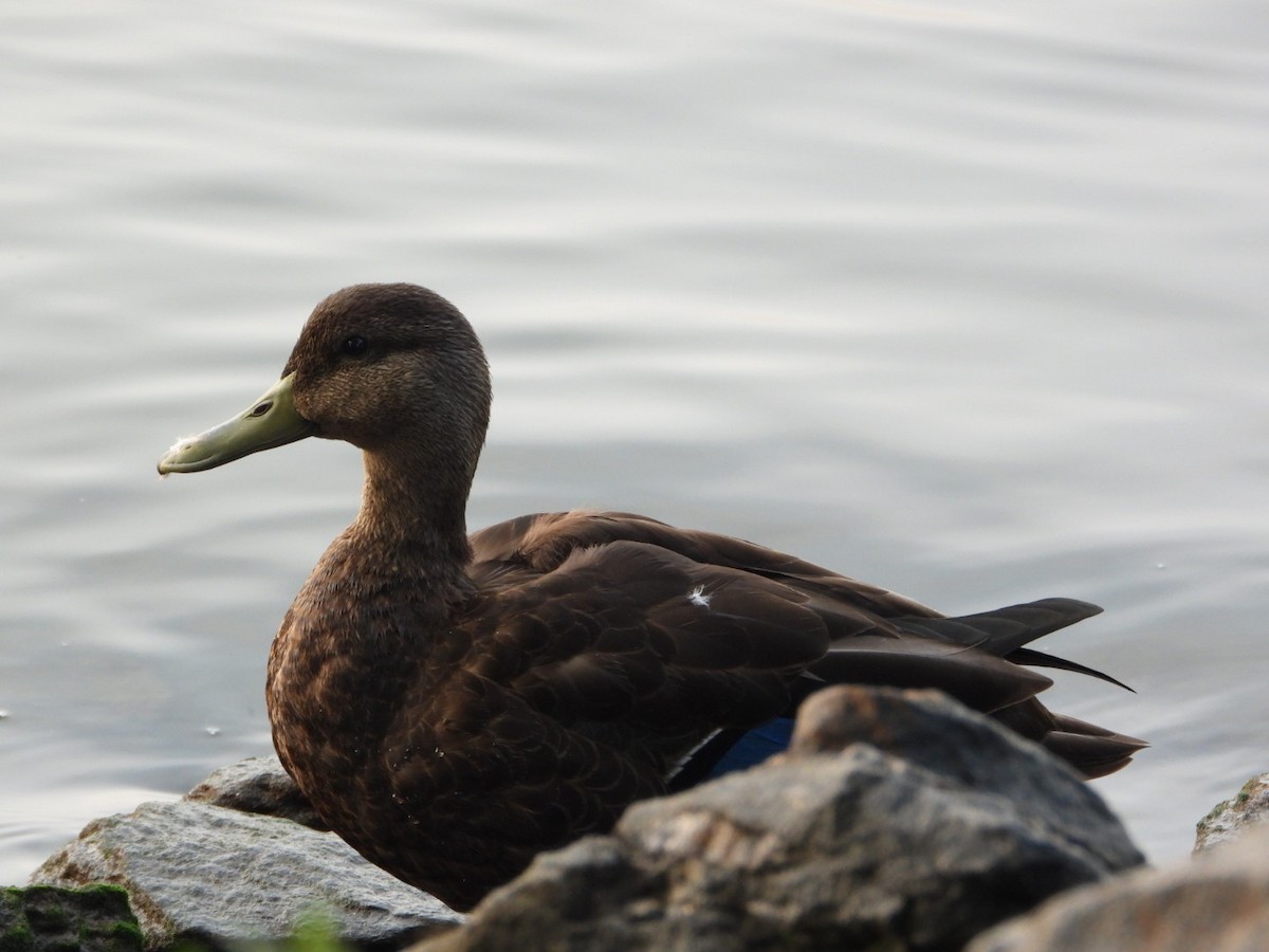 American Black Duck - ML640415226