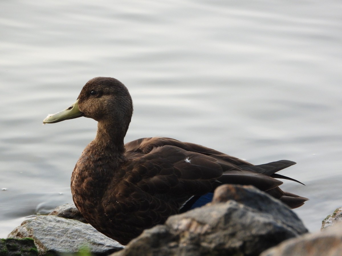 American Black Duck - ML640415227