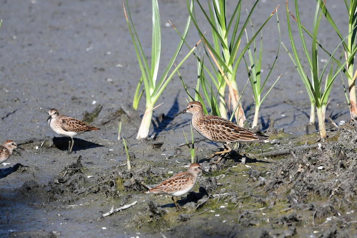 美洲尖尾濱鷸 - ML640415257