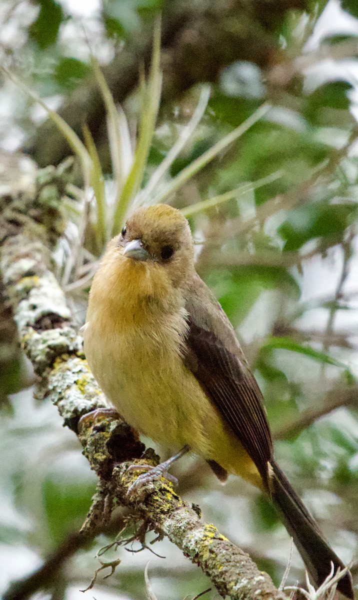 Black-goggled Tanager - ML640415258