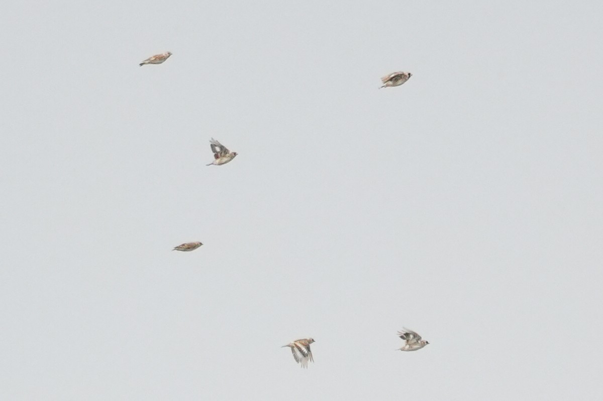 Pere David's Snowfinch - ML640415266