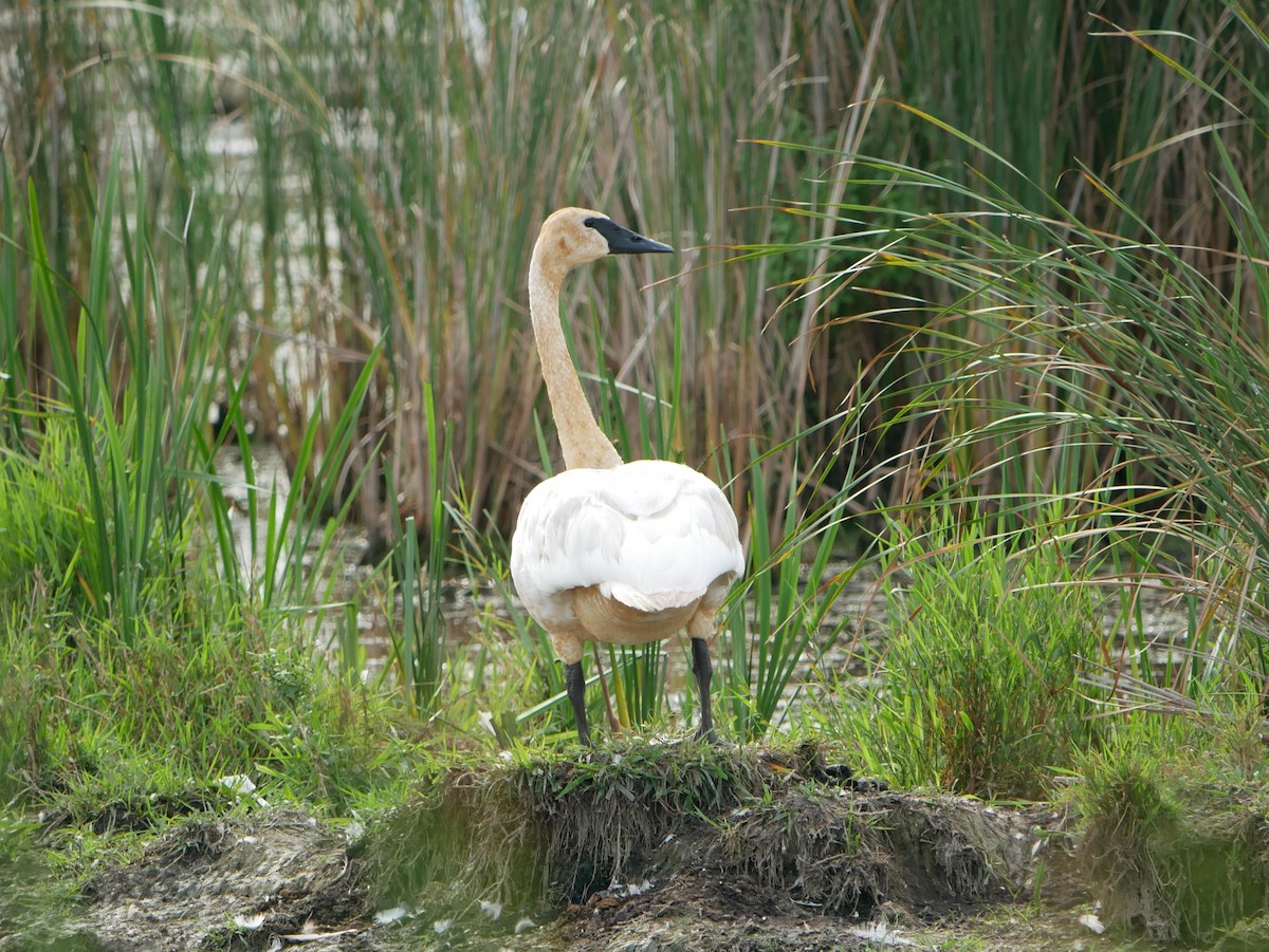 Trompeterschwan - ML640415288